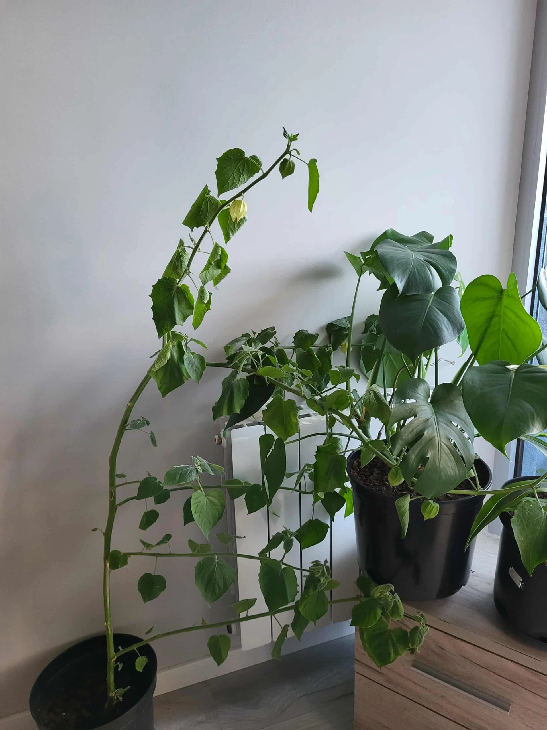 Физалис, который скучает по дому