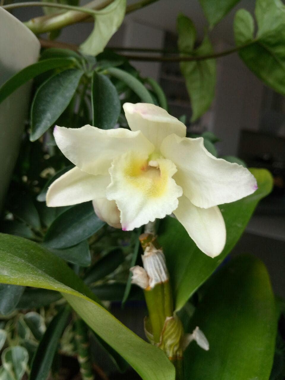 Дендробиум благородный, или дендробиум нобиле (Dendrobium nobile)