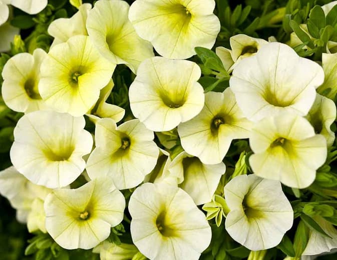 Calibrachoa 'Superbells Yellow Chiffon