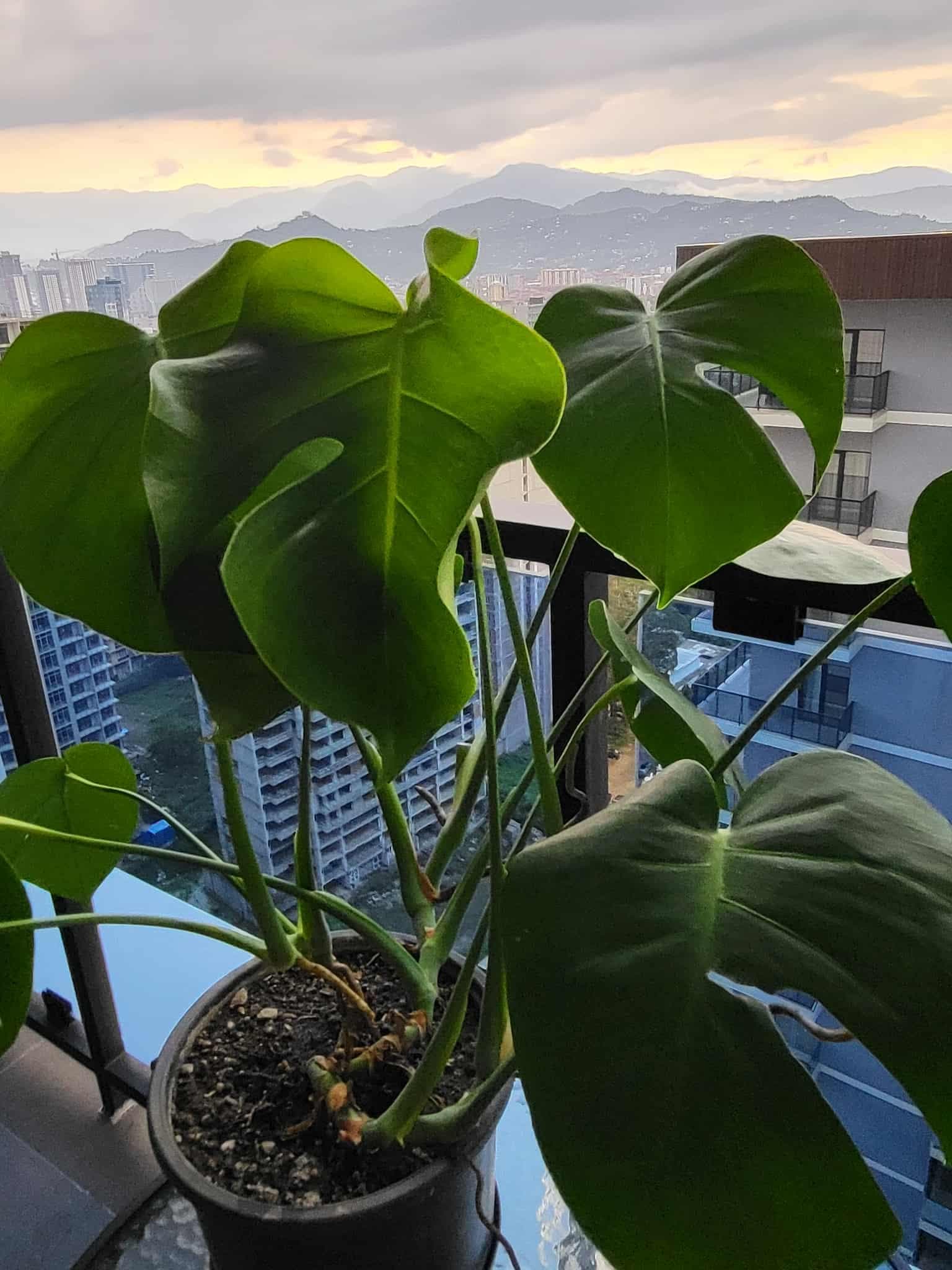 Монстера деликатесная (Monstera Deliciosa)