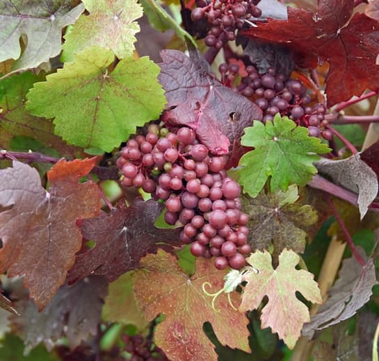Vitis vinifera 'Purpurea' (виноградная лоза)