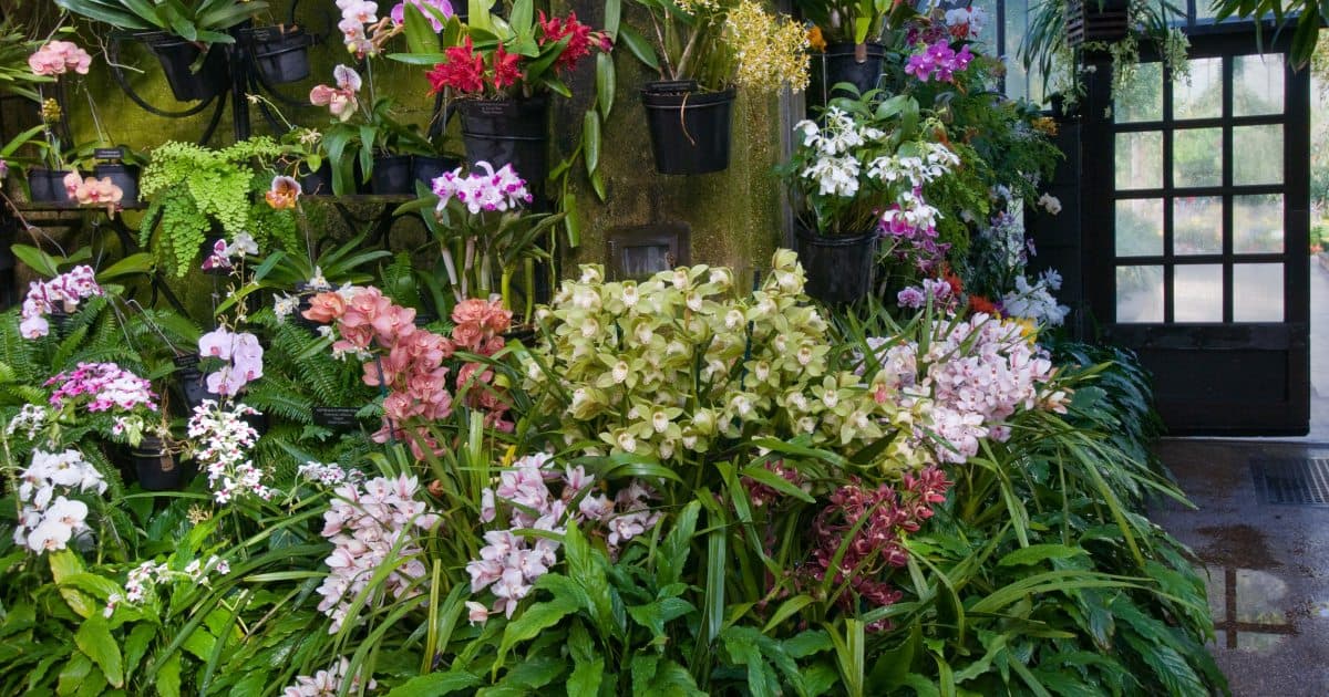 Как люди приручали орхидеи