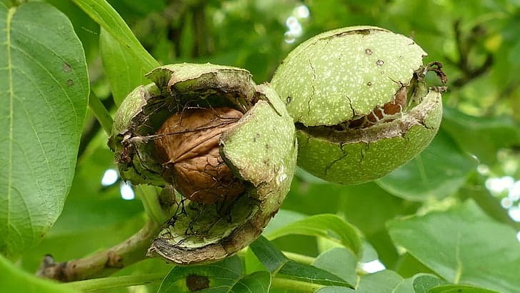 Грецкий орех (сорт "Астаховский")