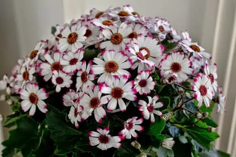 Перикаллис кровавый (гибридный)