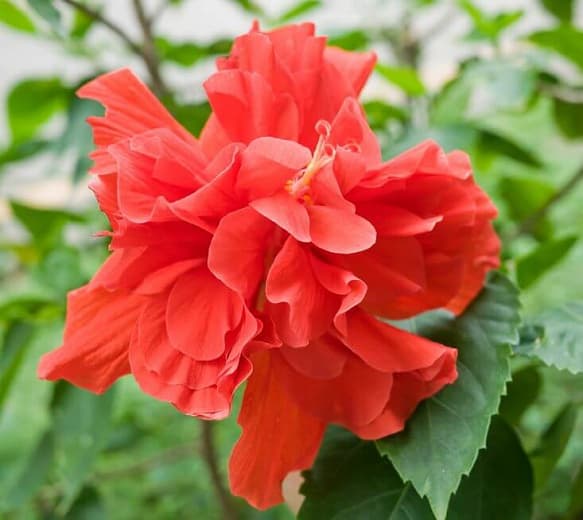 Гибискус rosa-sinensis 'Красный Дракон' (Тропический гибискус)