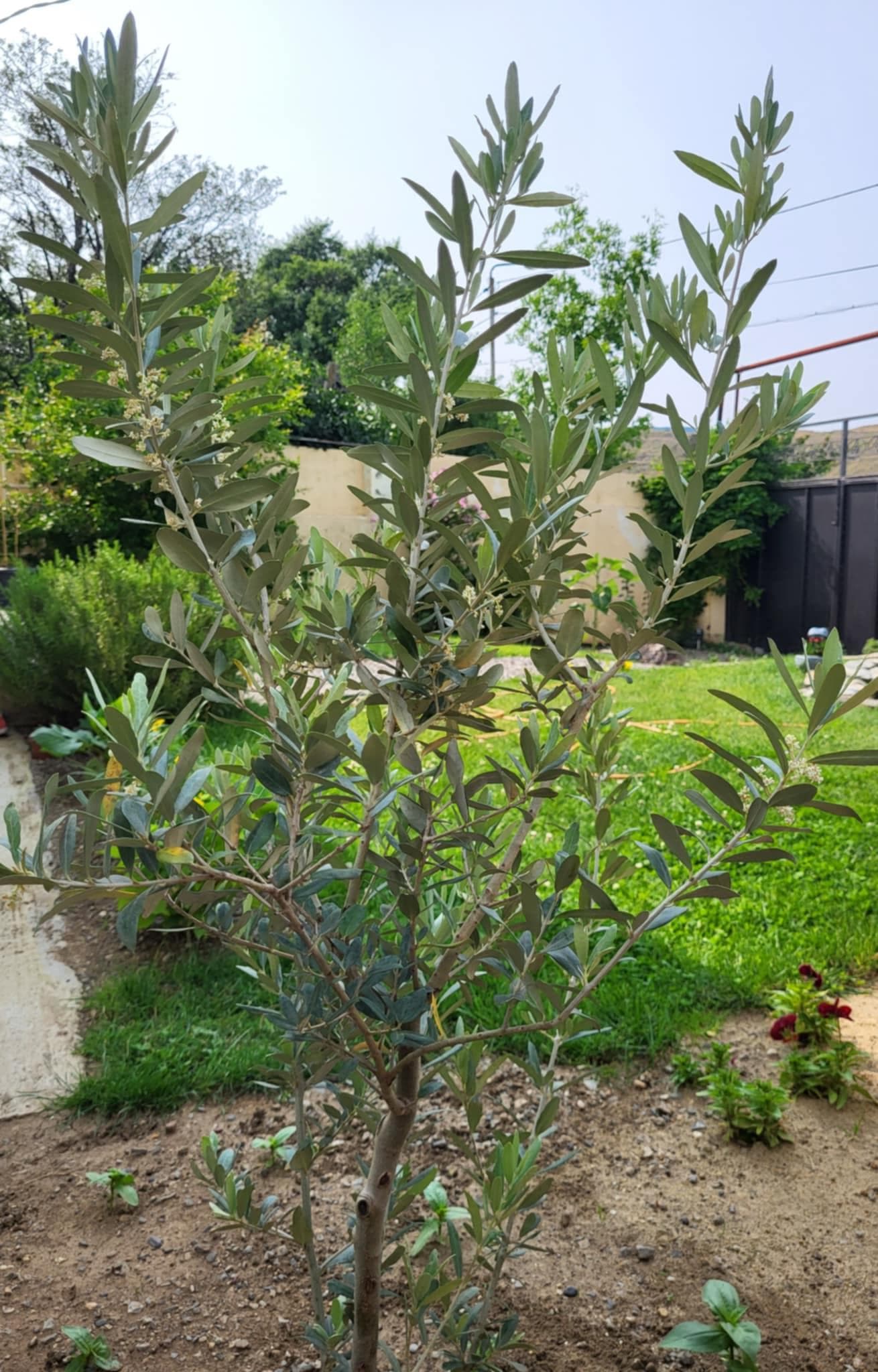 Оливковое дерево (лат. Olea europaea)