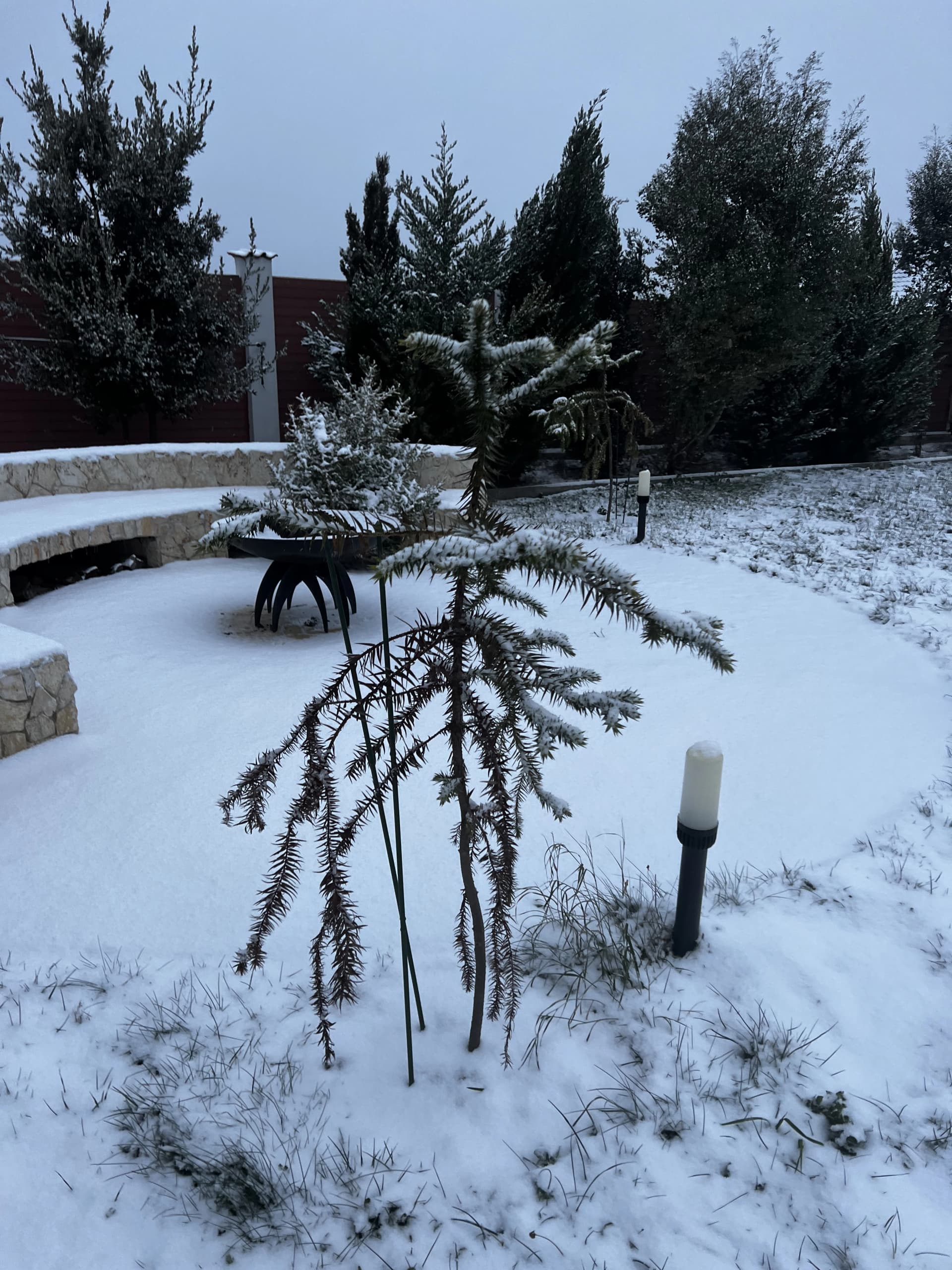 Еще несколько фотографий с зимовки субтропических растений в Севастополе