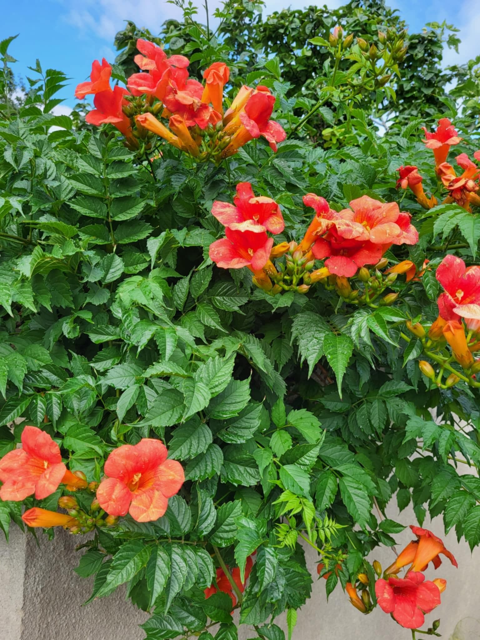 Кампсис (Campsis)