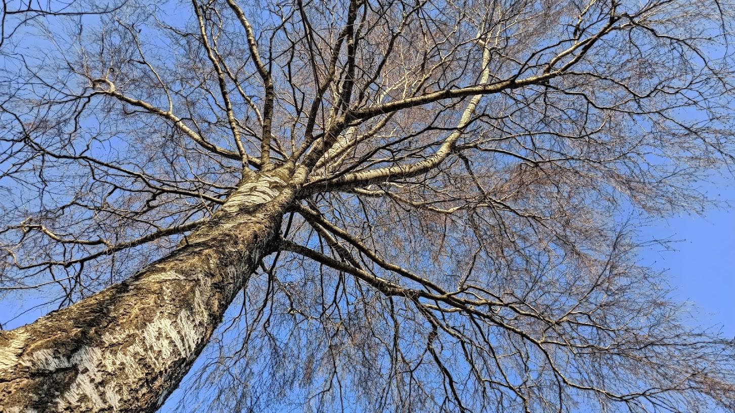 Береза повислая (Betula pendula)