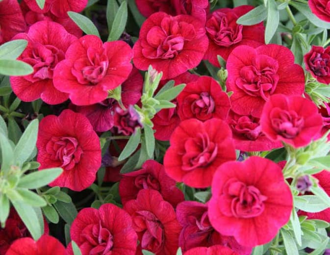 Калибрахоа 'Superbells Double Ruby'