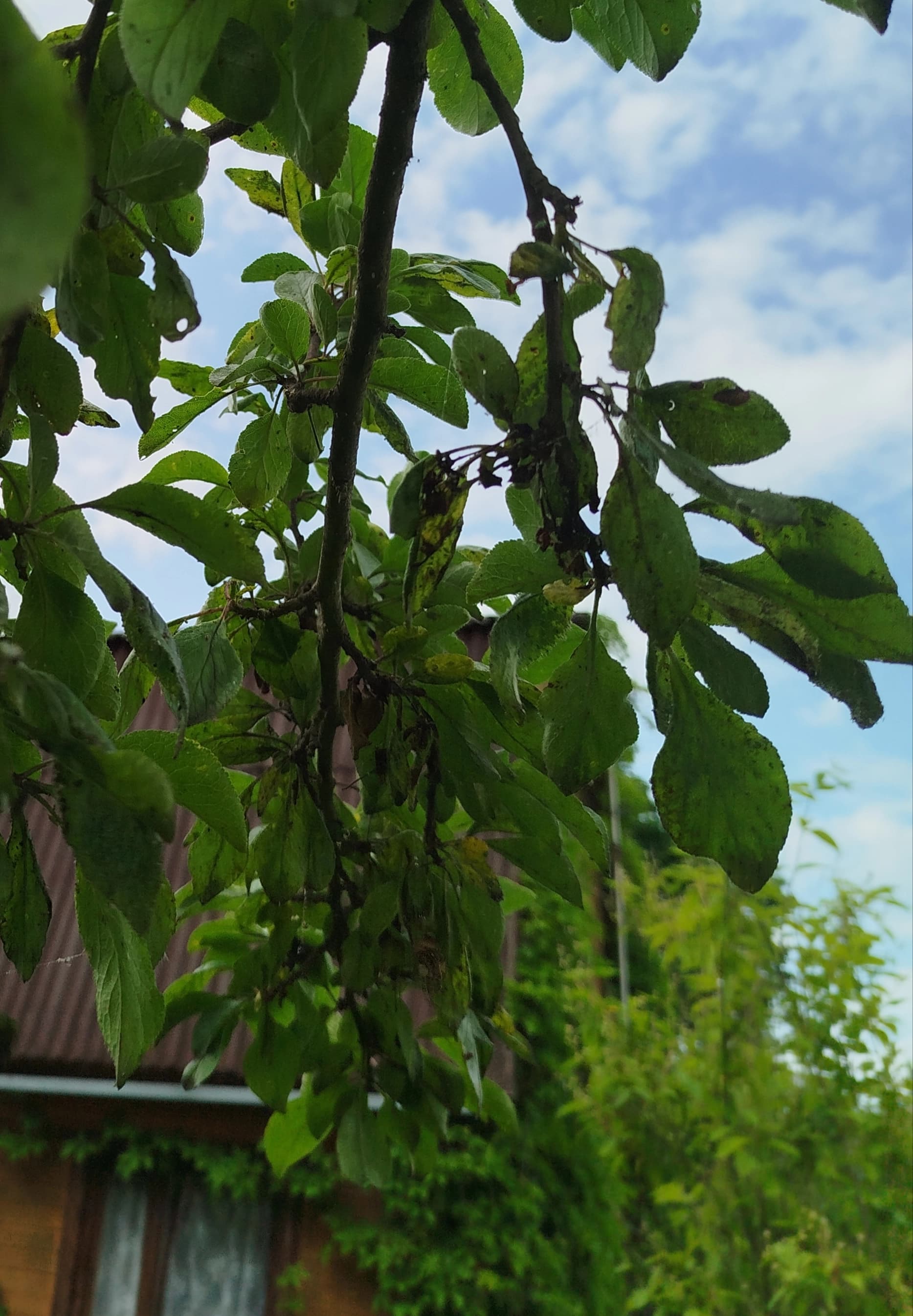 Изображения комментария