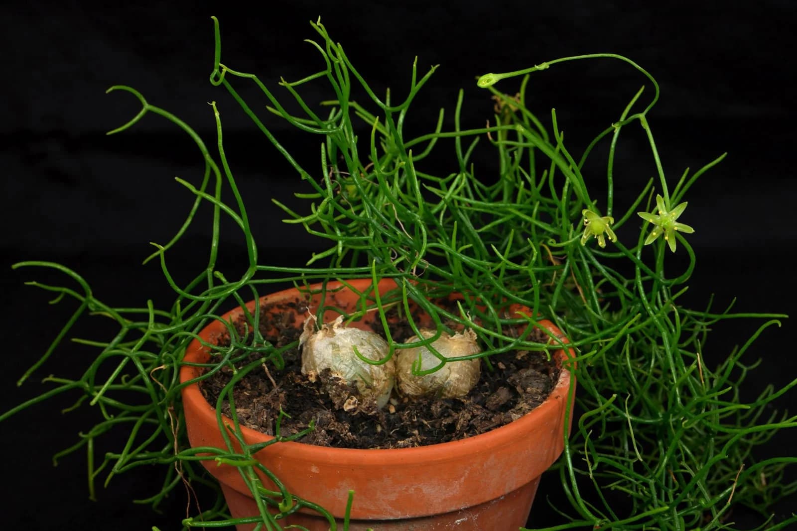 Бовиэя
