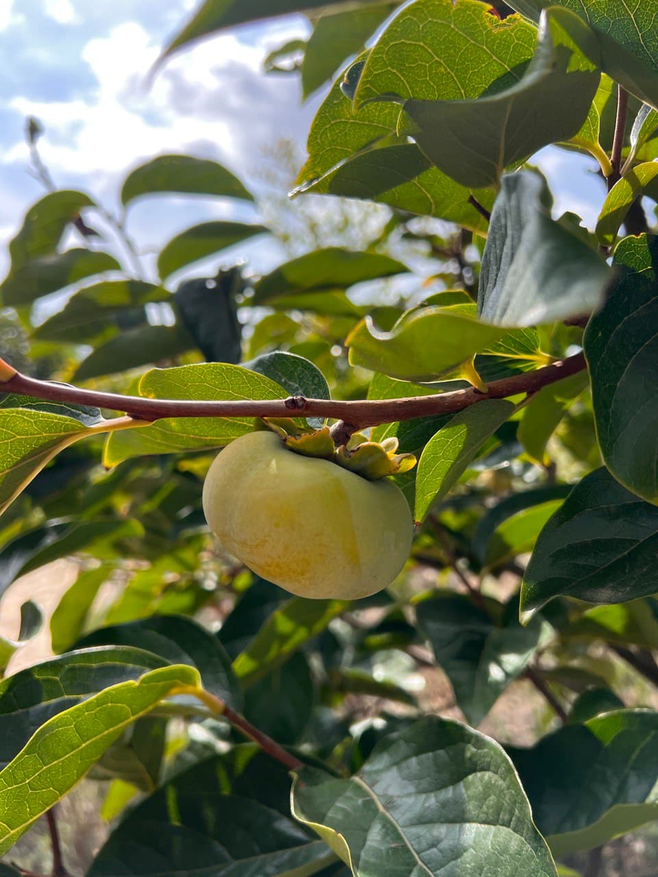 Хурма второй год дает урожай