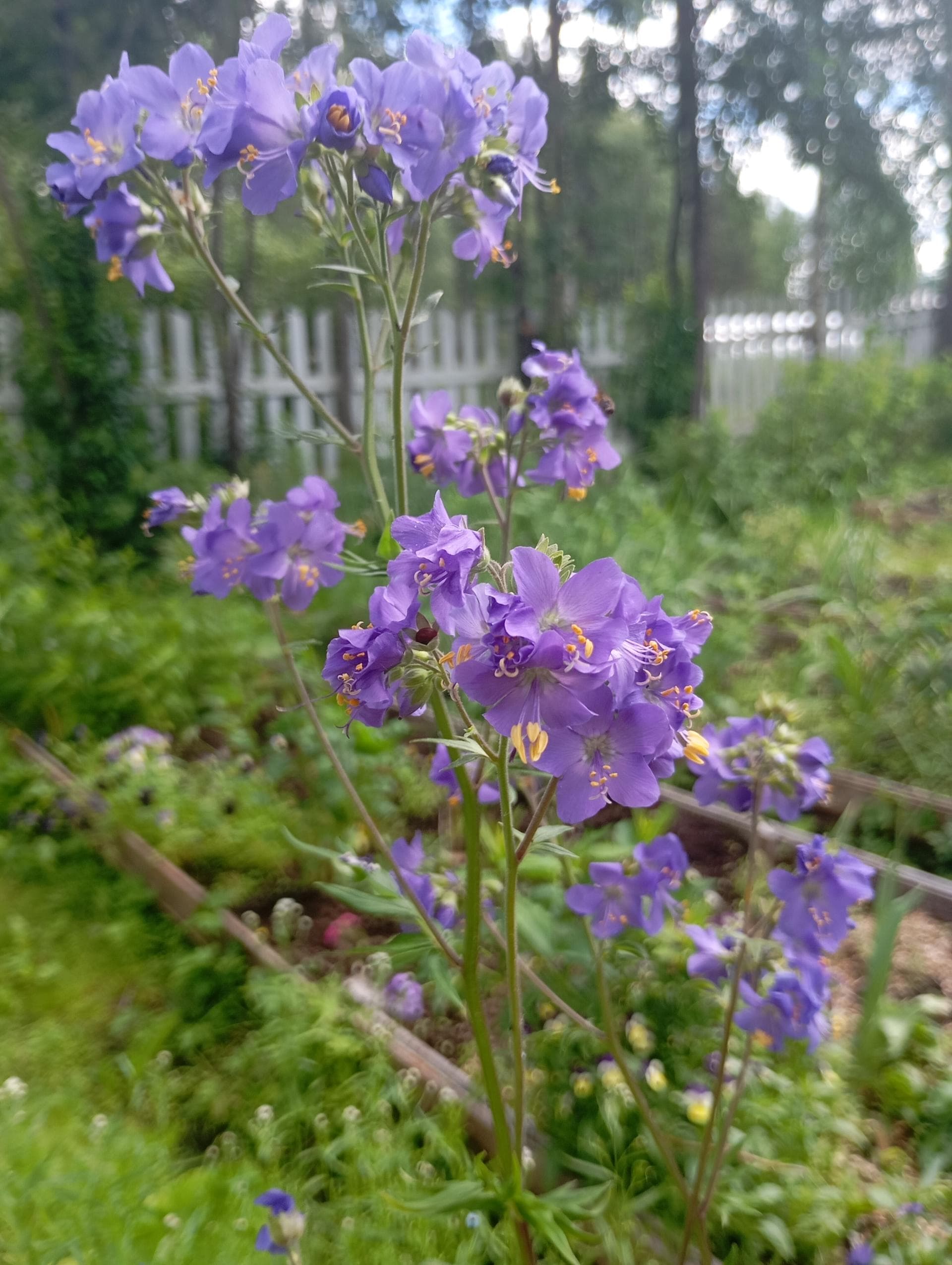 Синюха