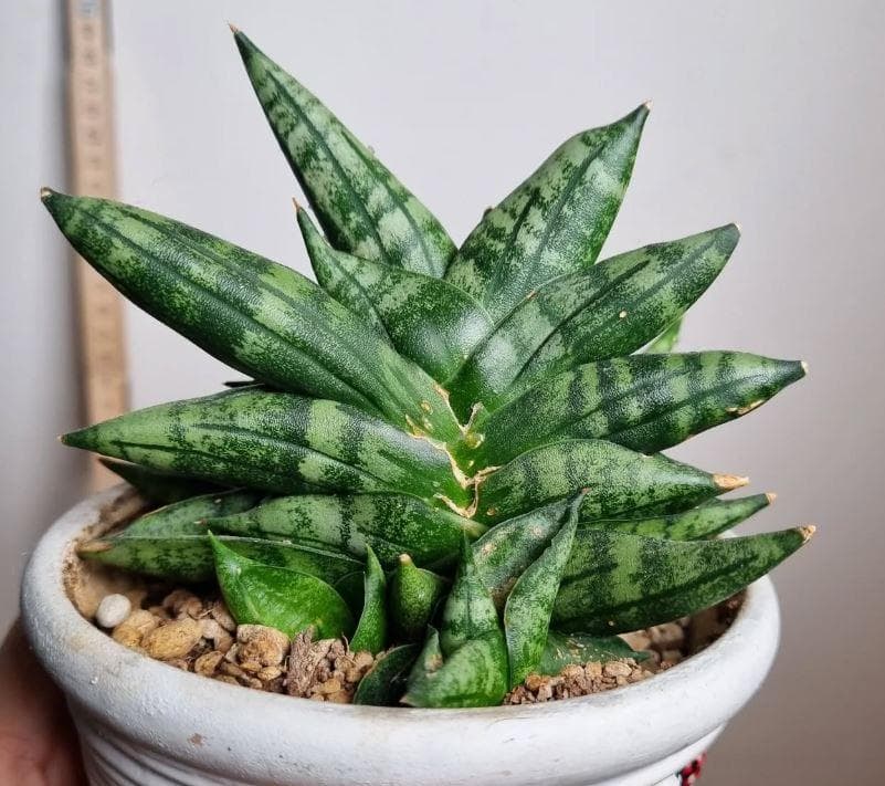 Сансевиерия цилиндрическая Бонсел (Sansevieria cylindrica Bonsel)