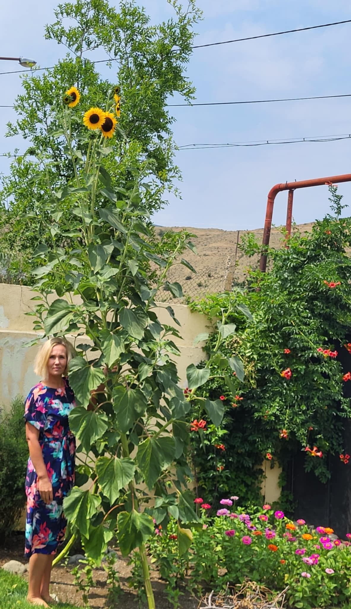 Подсолнечник (лат. Helianthus) многоголовый