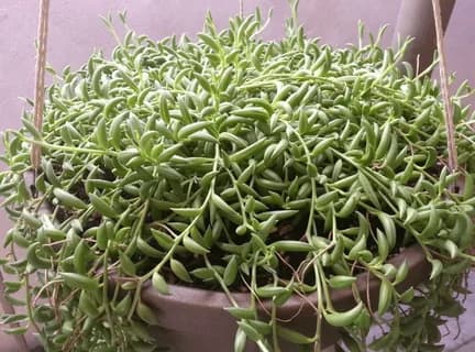 Курио укореняющийся