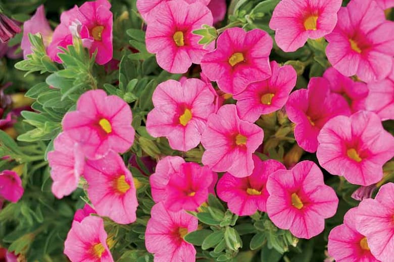 Calibrachoa 'Superbells White'