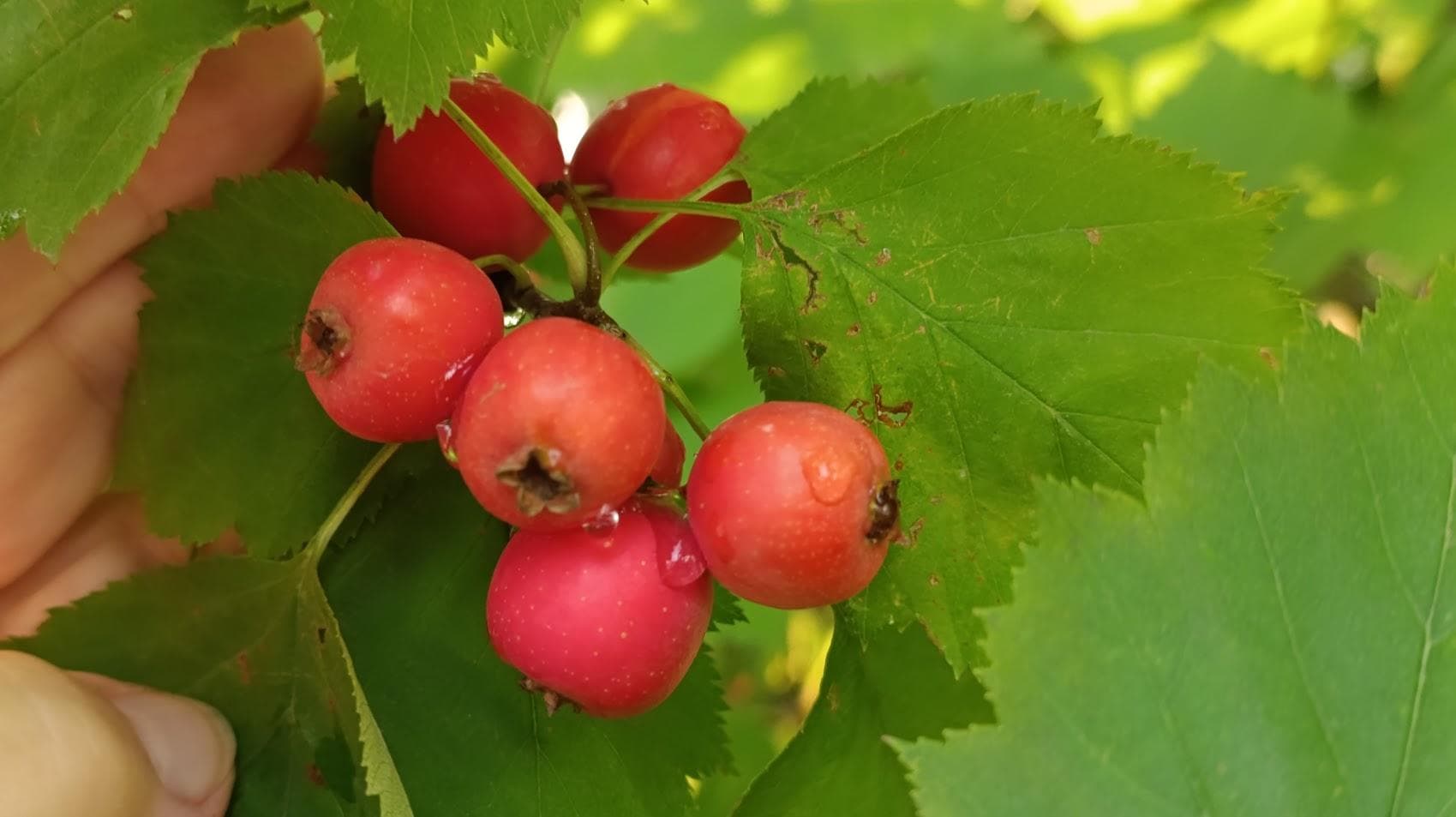 Боярышник мягкий (лат. Crataegus mollis)