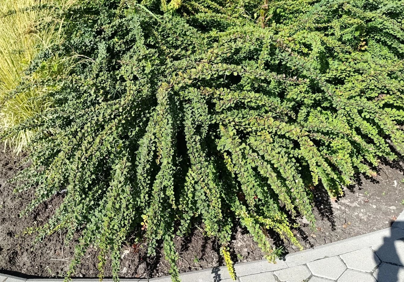 Барбарис Тунберга Green Carpet