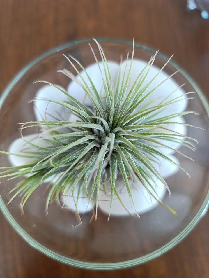 Тилландсия атмосферная Ионанта Грин (Tillandsia Ionantha Green)