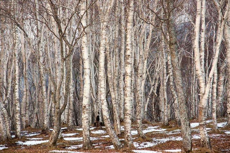 Берёза плосколистная (Японская белая берёза)