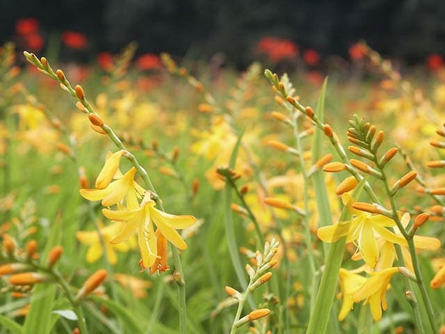 Крокосмия x crocosmiiflora 'George Davison'