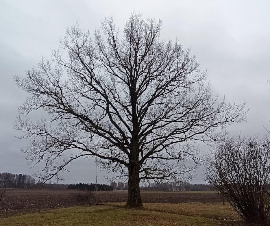 Дуб черешчатый (Quercus robur)