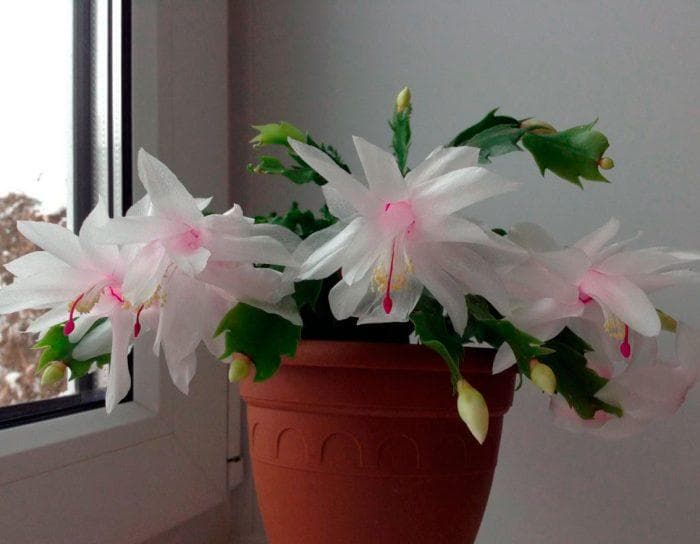 Зигокактус Шлюмбергера Melissa (Schlumbergera Melissa)