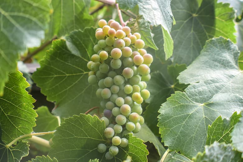 Vitis californica (Калифорнийский виноград)