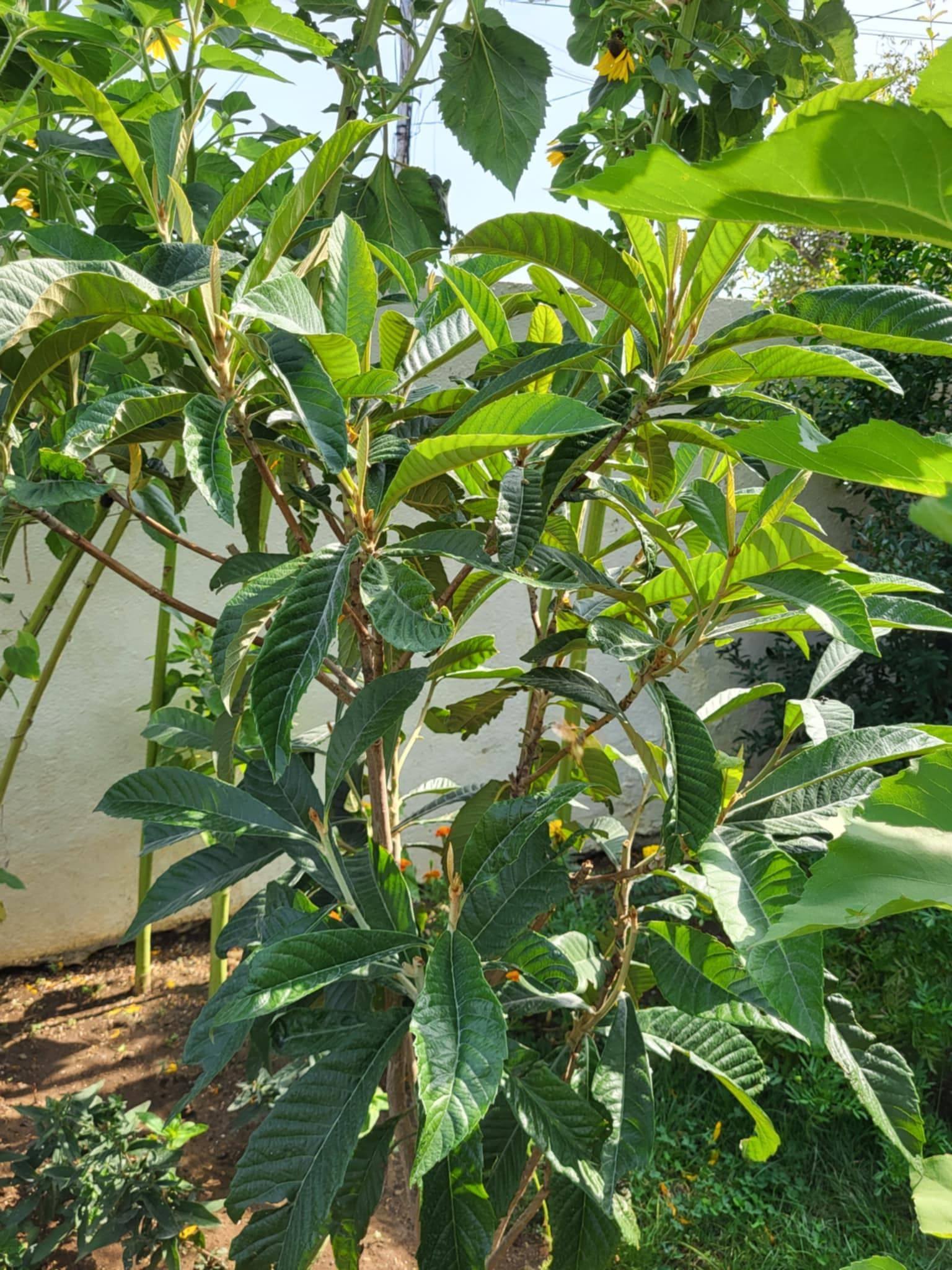 Мушмула японская (лат. Eriobotrya japonica)
