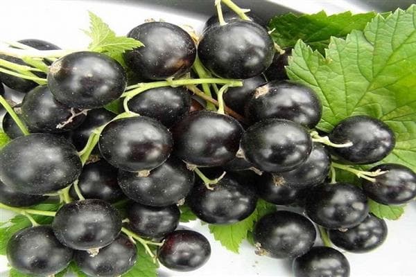 Смородина черная «Дочка»