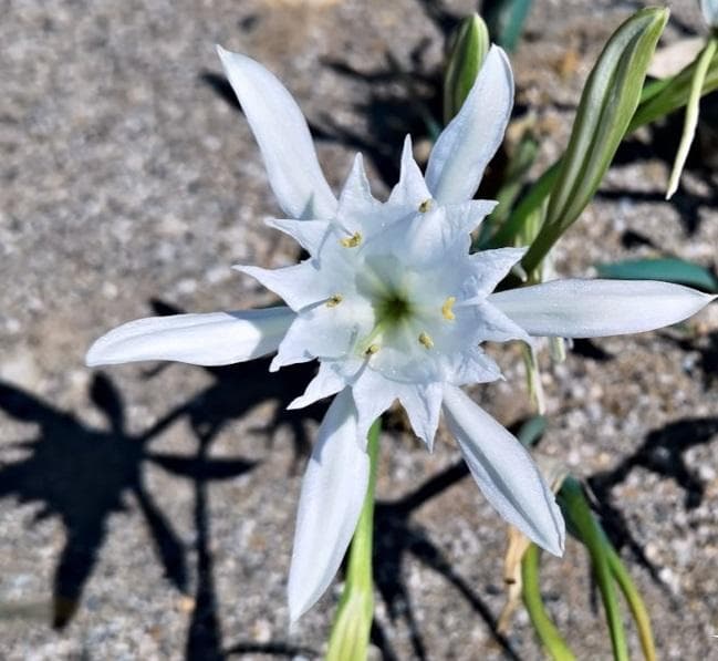 Панкратиум морской (лат. Pancratium maritimum)