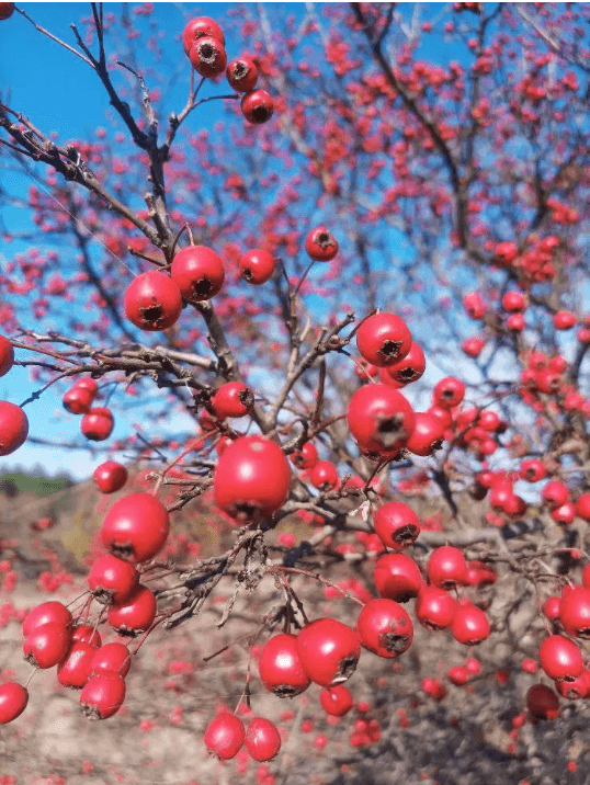 Боярышник однопестичный,  лат. Crataegus monogyna