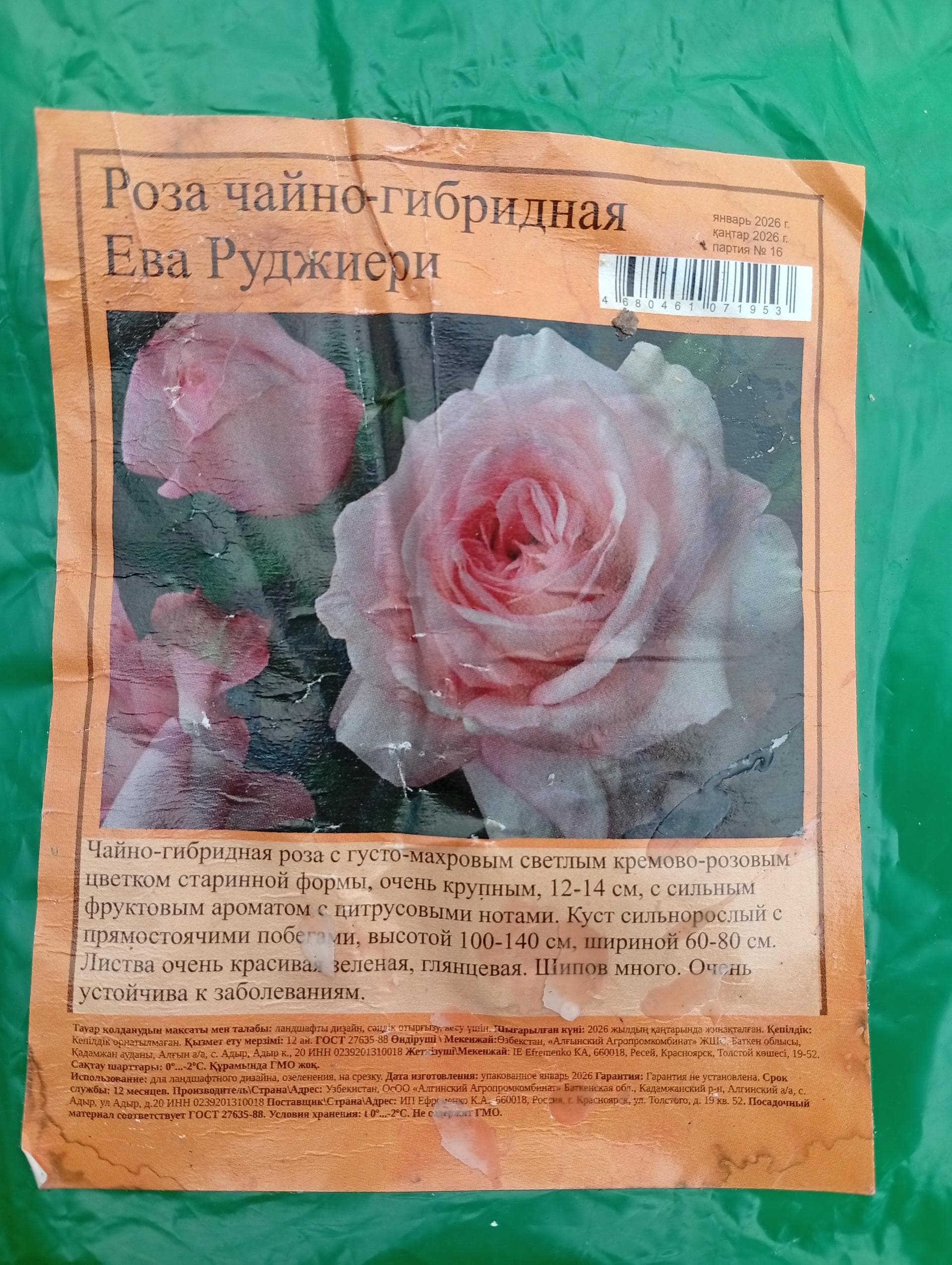 Роза парковая садовая