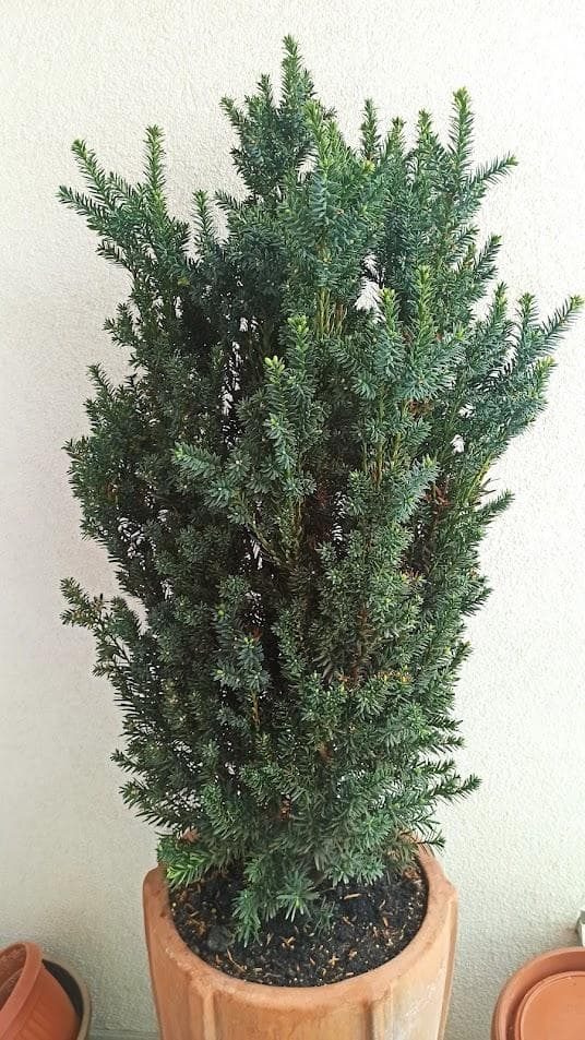 Тис ягодный Хилли (Taxus baccata Hillii)