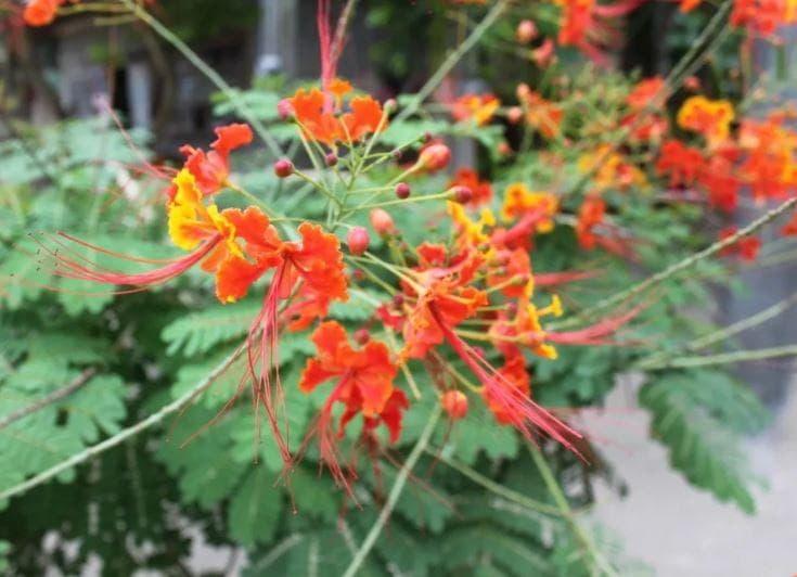 Цезальпиния прекраснейшая, лат. Caesalpinia pulcherrima