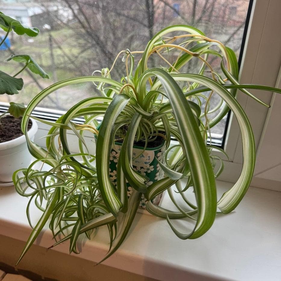 Хлорофитум кудрявый (Chlorophytum comosum «Bonnie»)