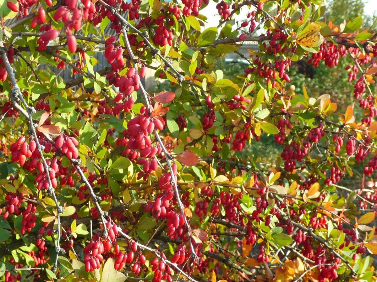 Барбарис амурский (Berberis amurensis)