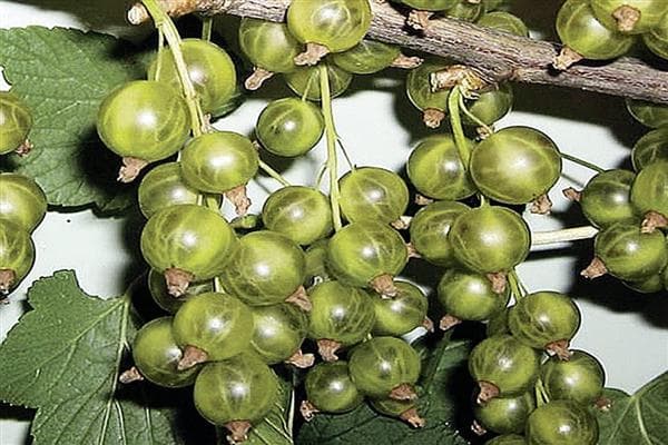 Смородина черная «Изумрудное ожерелье»