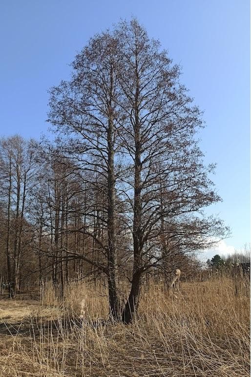 Ольха чёрная, или клейкая (Alnus glutinosa)