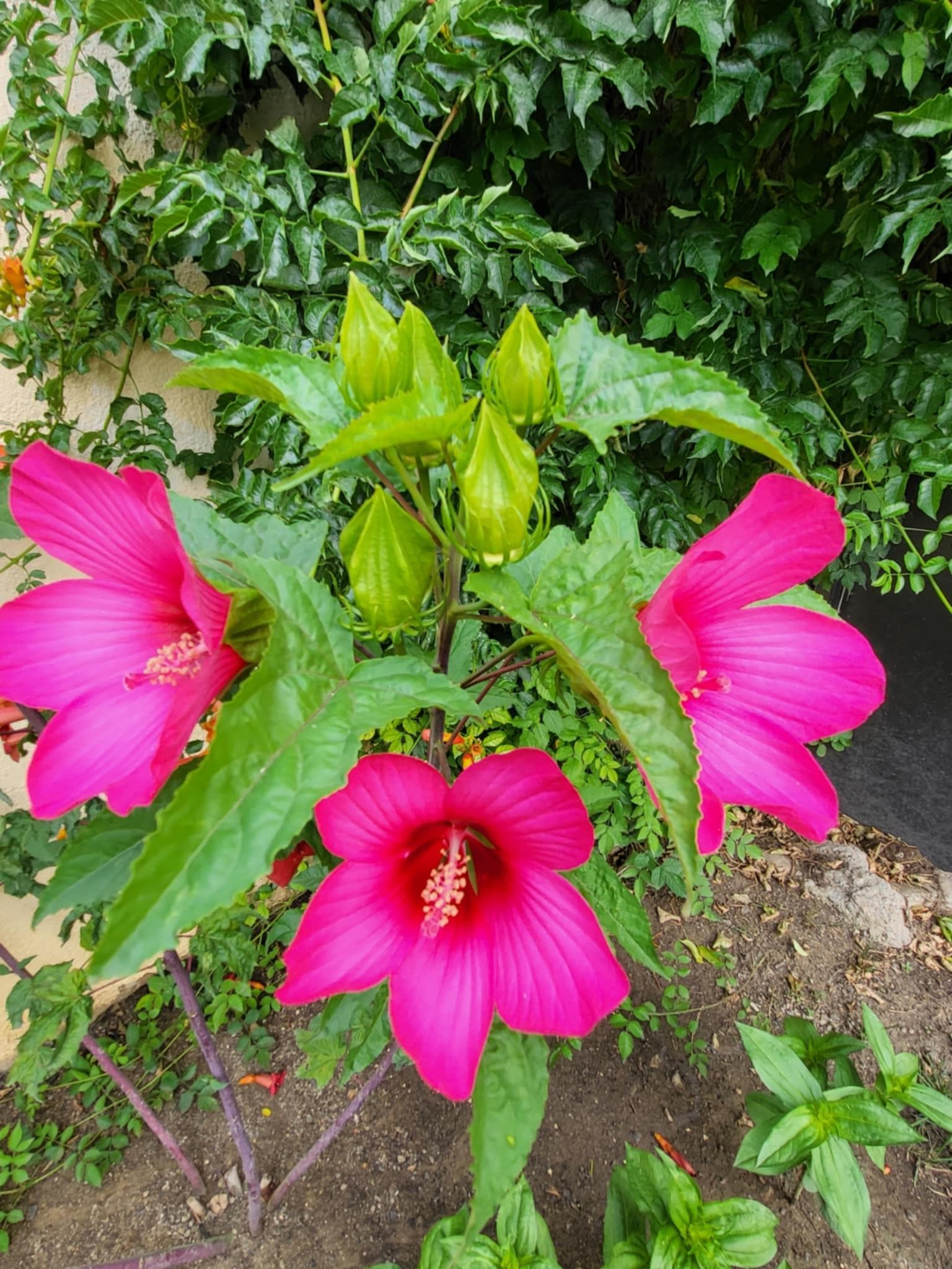 Мальва болотная, или гибискус травянистый болотный (Hibiscus moscheutos)