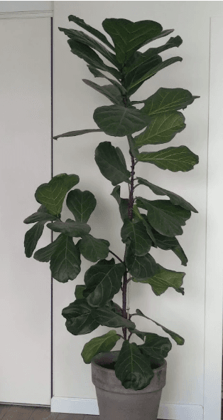 Фикус лировидный (лат. Ficus lyrata)
