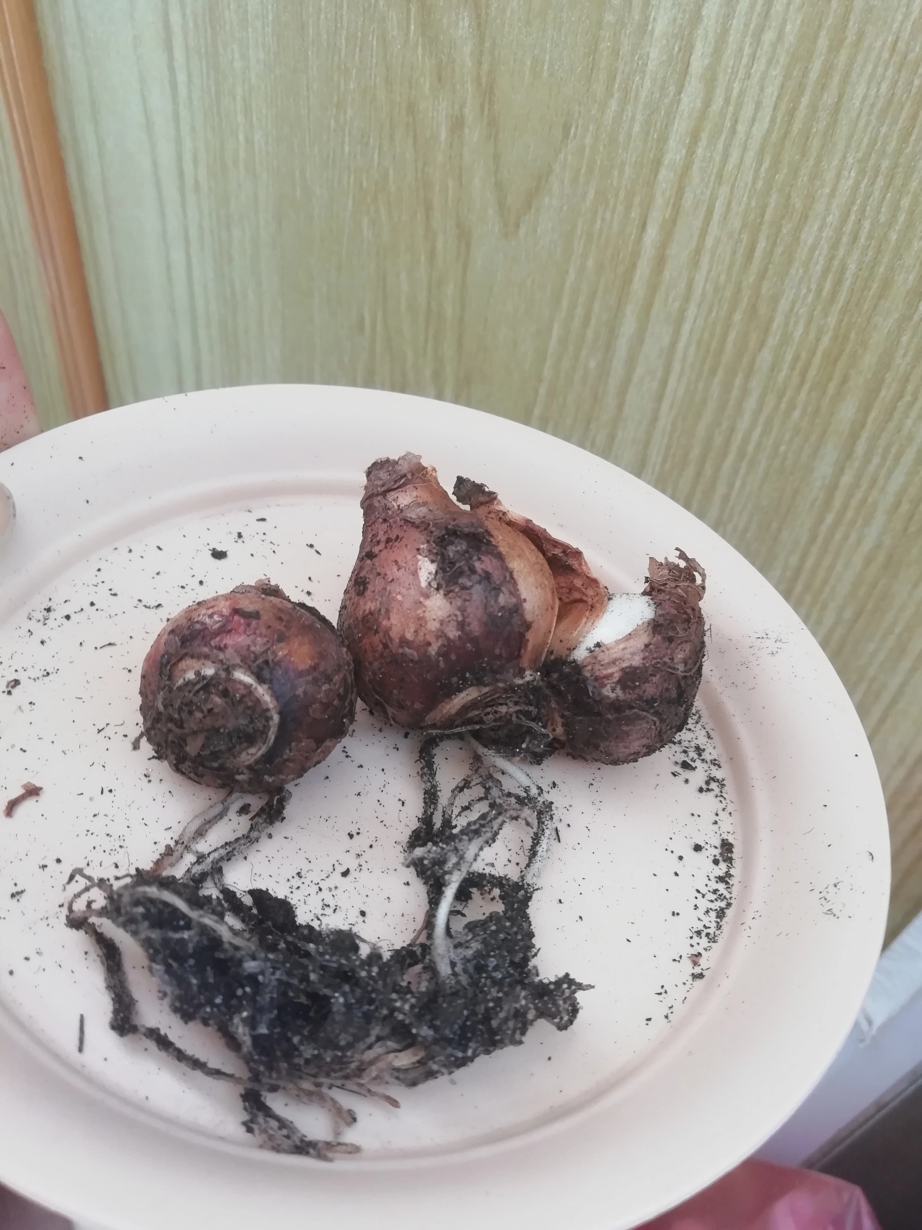 Выкопка луковиц нарцисса для сохранения сорта.