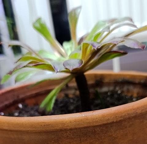 Эониум древовидный (Aeonium Arboreum)