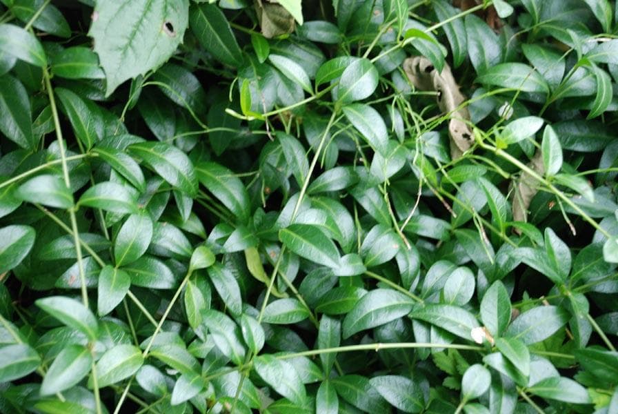 Барвинок малый (Vinca minor)