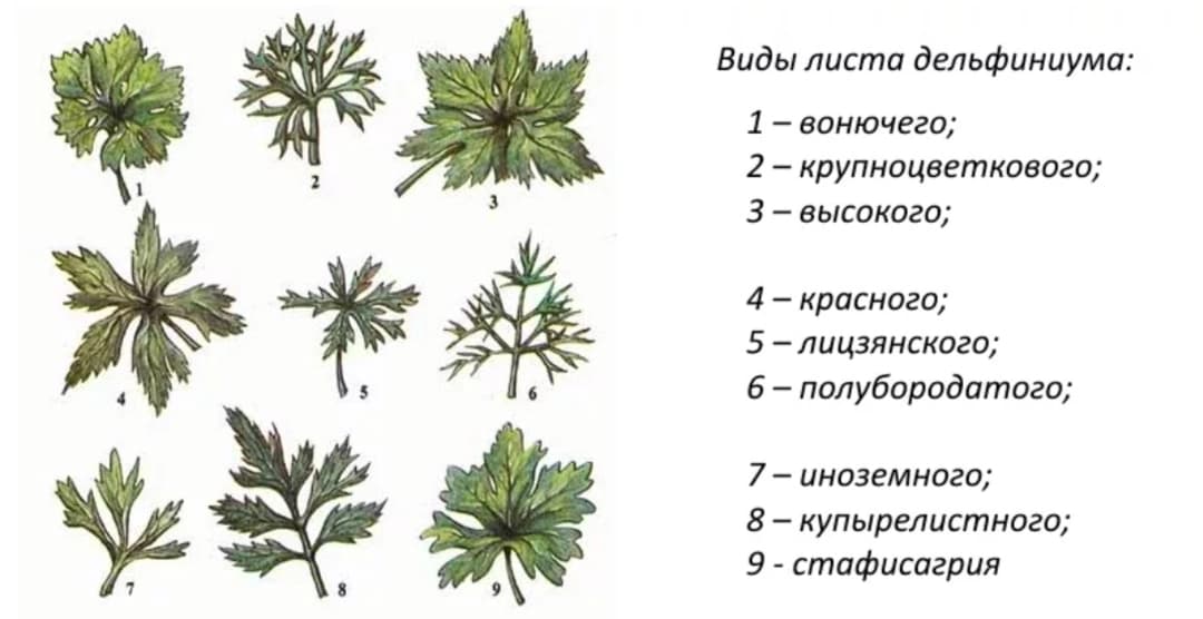 Дельфиниум однолетний, особенности выращивания.