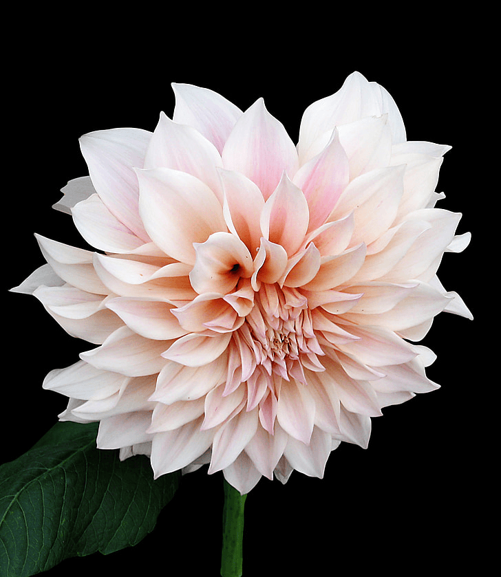 Георгина 'Кафе Au Lait Rose'