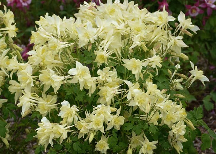 Аквилегия caerulea Киригами желтая (Коломбина)