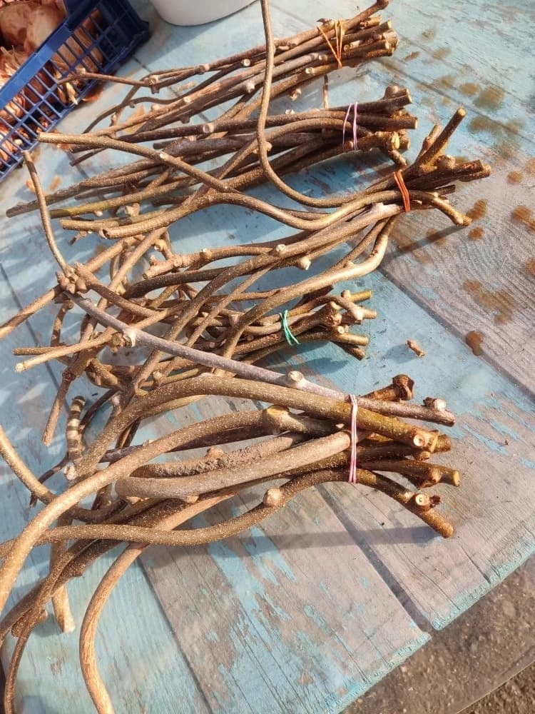 Черенкую актинидию деликатесную (киви).